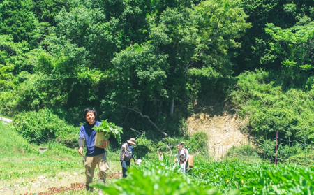 【大阪能勢産】 《農家直送》 べじたぶるぱーくの旬の新鮮野菜詰合せ Lセット (10種類)