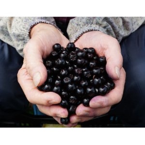 大和酵素の植物発酵ペースト 熟 -JUKU- 国産アロニア&国産ブルーベリー 1袋(3g×31包)【1365032】