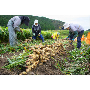 大和酵素の植物発酵ペースト 熟 -JUKU- 国産黄金生姜&ジャラハニー 1袋(3g×31包)【1365045】