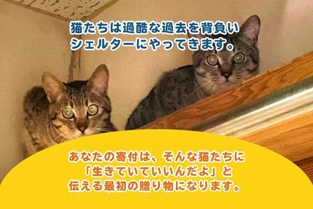 保護猫活動まるごと応援チケット（047_5001）
