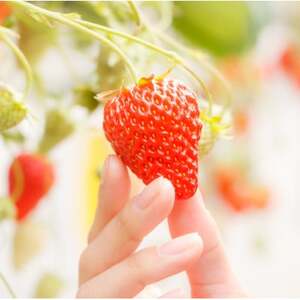 【土日祝限定】食べ放題!いちご収穫体験ペアチケット Refarm YOSHIMI 370【1697686】