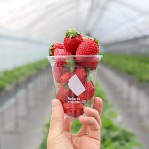 平日限定】詰め放題!いちご収穫体験チケット Refarm YOSHIMI 370