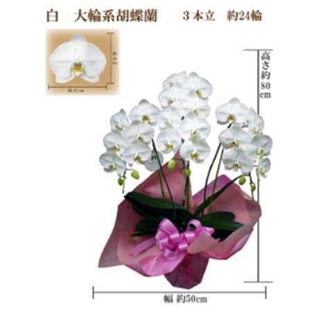 御供　胡蝶蘭　白大輪3本立　24輪　ラッピングカラー紫_花・観葉植物 胡蝶蘭 花 _【1258115】