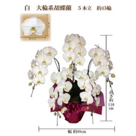 御祝　胡蝶蘭　白大輪5本立　45輪　ラッピングカラーピンク_花・観葉植物 胡蝶蘭 花 _【1258123】