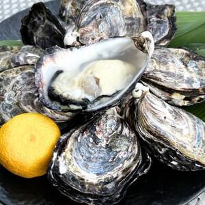 《Mサイズ10個入り:約41～60g/個》生食用真牡蠣　深日オイスターファーム直送　専用ナイフ付き_魚介・海産物 牡蠣（カキ） 貝 かき_【配送不可地域：離島・北海道・沖縄県】【1603239】