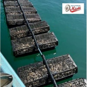 《Mサイズ20個入り:約41～60g/個》生食用真牡蠣　深日オイスターファーム直送　専用ナイフ付き_魚介・海産物 牡蠣（カキ） 貝 かき_【配送不可地域：離島・北海道・沖縄県】【1603245】