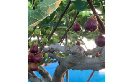 いちじく 朝採り 【2026年配送】　約4kg No.281