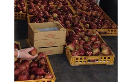 いちじく 朝採り 【2026年配送】　約4kg No.281