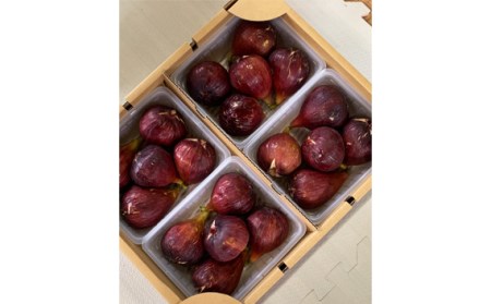 いちじく 朝採り 【2026年配送】　約4kg No.281