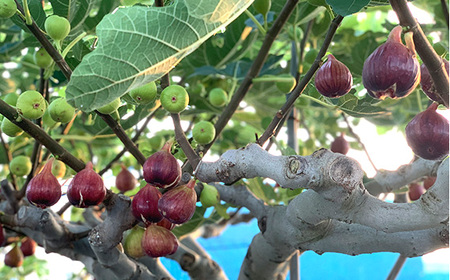 いちじく 朝採り 【2026年配送】　約1kg ／ 無花果 イチジク フルーツ くだもの 果物 果実 朝採れ 新鮮 農家直送 河南町産 大阪府 特産品 No.330