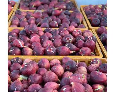 いちじく 朝採り 【2026年配送】　約1kg ／ 無花果 イチジク フルーツ くだもの 果物 果実 朝採れ 新鮮 農家直送 河南町産 大阪府 特産品 No.330