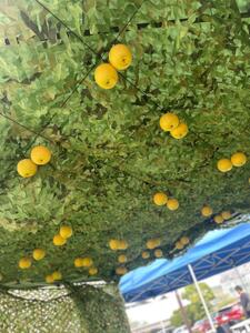 移動農園体験チケット(味覚狩り体験)