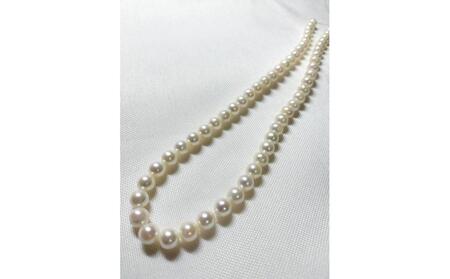 アコヤ真珠　素材　連　7-7.5mm