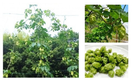 KOBE ALE (神戸エール(ビール)) 350ml缶 x 24本