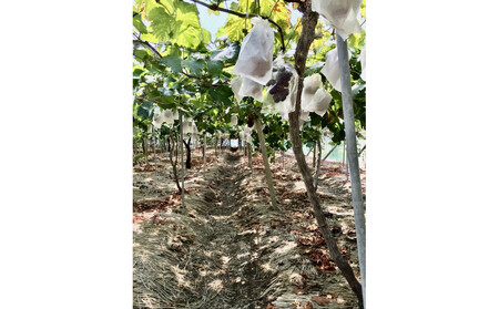 【先行予約】神戸産大粒ぶどうの大様（藤稔）1.2kg(朝採り直送）完熟収穫