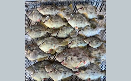 瀬戸内海 家島近郊船釣り体験(遊漁船で1日10名まで) 体験チケット 無人島 クルージング 