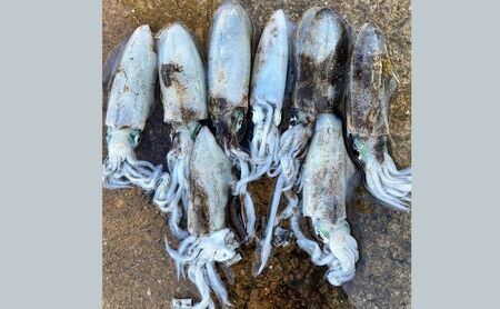 瀬戸内海 家島近郊船釣り体験(遊漁船で1日10名まで) 体験チケット 無人島 クルージング 