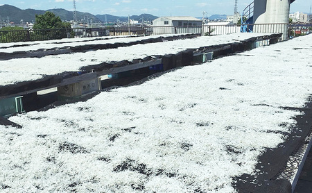 極上 天日干し ちりめん 300g 国産 しらす ちりめんじゃこ 鰯 いわし 干物 乾物 姫路市 兵庫県
