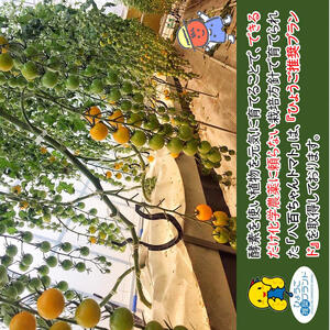 【定期便・全4回】イエローミニトマトのトマトジュース 1L 3本セット × 4回｜国産 姫路産 八百ちゃんトマト 100%ストレート