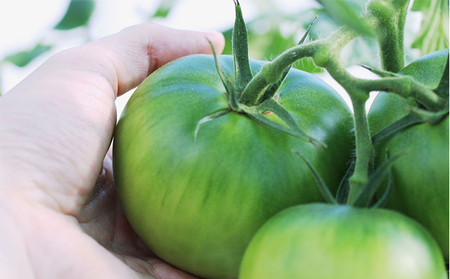【トマトGP受賞】栽培期間中農薬化学肥料不使用 お得なプレミアムトマト ふぞろい約4kg