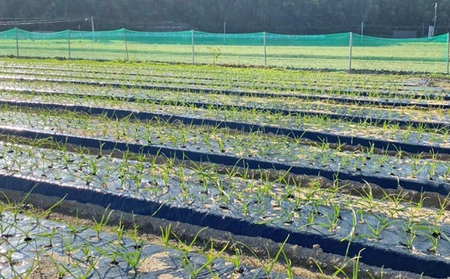 ゆうちゃん農園熟成黒にんにく　M玉3個入×5袋［ 無化学肥料 無添加 有機栽培 安全 安心 国産ニンニク ］ 野菜 加工食品 美容 