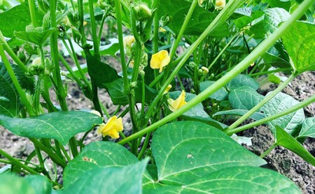 安富町特産　白雪大納言小豆と丹波大納言小豆セット 野菜 あずき 