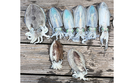 瀬戸内海 家島近郊船釣り体験（遊漁船で8時間釣り三昧1名様） 体験チケット 美しい魚 大物 オフショアゲーム 初心者 レクチャー キャッチ 興奮 感動 思い出 