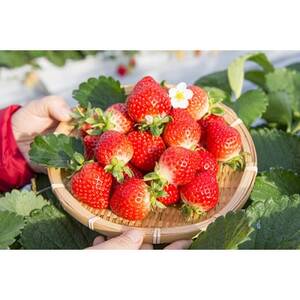 博多あまおうのこだわりアイス【AH-AB5N】【配送不可地域：離島】【1525216】