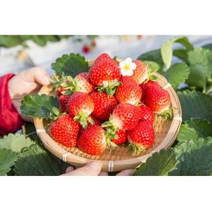 博多あまおう苺のアイスアソート【A-TPDBW】【配送不可地域:離島】【1528693】