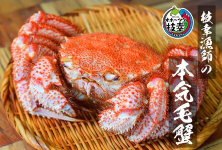 【朝獲れ毛蟹を即ボイル！枝幸漁師の本気毛蟹】特大毛ガニ(700g～900g)1尾入【 カニ 蟹 毛ガニ 毛がに 毛蟹 朝茹で 冷凍 北海道 オホーツク 枝幸 】