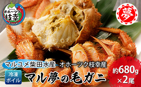 オホーツク枝幸産 マル夢の毛ガニ約680g×2尾【冷凍ボイル】柴田水産【 枝幸産 毛ガニ 蟹 かに カニ 北海道 オホーツク 枝幸 】