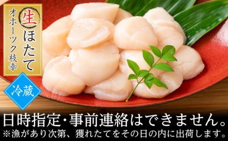 冷蔵でお届け《日時・曜日指定不可》とれたて新鮮!お刺身用『生』ほたて貝柱500g