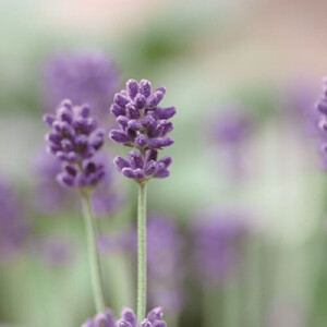 エッセンシャルオイル ラベンダー10ml