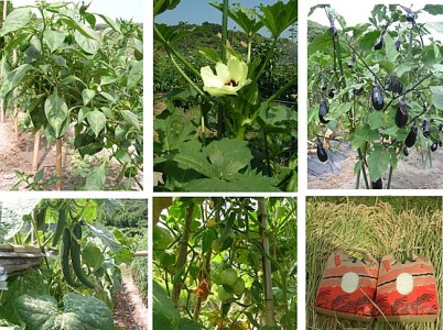 M012◇淡路島産のお米3kg×2、季節の野菜セット(5種類程度)