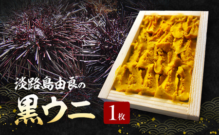 淡路島由良の黒 ウニ 【1枚】3月～5月配送 無添加 木箱入り ミョウバン不使用 うに 雲丹 冷蔵配送 兵庫県 洲本市 淡路島