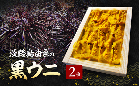 淡路島由良の黒 ウニ 【2枚】3月~5月配送 無添加 木箱入り ミョウバン不使用 うに 雲丹 冷蔵配送 兵庫県 洲本市 淡路島