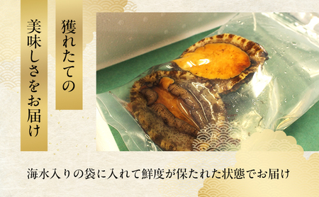 天然 活 あわび 3～5個入り 刺身 黒あわび 赤あわび 貝 冷蔵配送 兵庫県 洲本市 淡路島