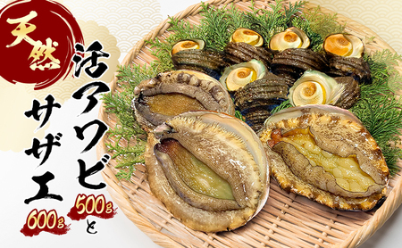 天然 活アワビとサザエ（ アワビ 3～4個入り / サザエ 5～6個入） 刺身 貝 海鮮 BBQ 冷蔵配送 兵庫県 洲本市 淡路島