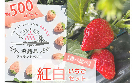 先行受付 完熟をお届け 淡路島産旬の採れたて フルーツ 紅×白いちご 食べ比べ 生果実 500g セット 苺 果物 旬のフルーツ 兵庫県 洲本市 淡路島