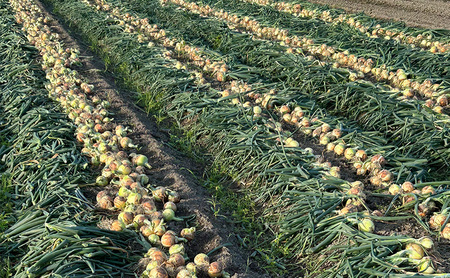 淡路島産 玉ねぎ 8kg たまねぎ タマネギ 甘い 野菜 旬の野菜 季節の野菜 兵庫県 洲本市 淡路島