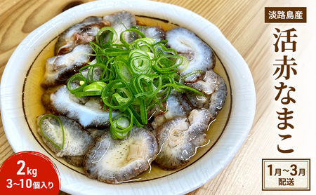 淡路島産 活 赤なまこ 3～10個入り2kg なまこ ナマコ 生食用 兵庫県 洲本市 淡路島