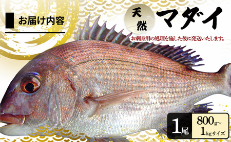 天然 まだい 1尾 お刺身用 短冊処理済み 淡路島 由良産 人数の目安：3～4人前 真鯛 鯛 刺身 冷蔵配送 兵庫県 洲本市