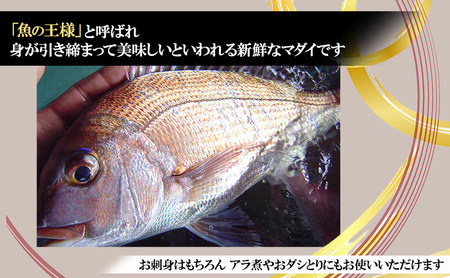 天然 まだい 1尾 お刺身用 短冊処理済み 淡路島 由良産 人数の目安：3～4人前 真鯛 鯛 刺身 冷蔵配送 兵庫県 洲本市