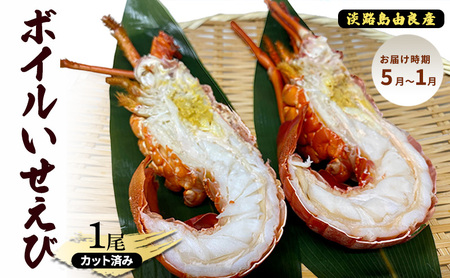ボイル いせえび 1尾 カット 済み 淡路島 由良産 お届け時期：5月～1月 伊勢海老 ボイルエビ 魚介類 冷蔵配送 兵庫県 洲本市