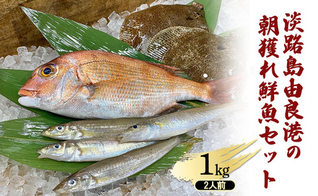 淡路島由良港の朝獲れ 鮮魚セット 2人前 魚セット 詰め合わせ 魚 鮮魚 魚介類 兵庫県 洲本市 淡路島