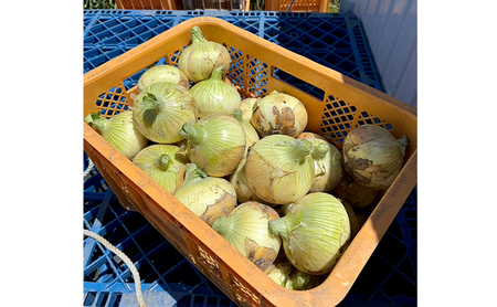 淡路島産 新たまねぎ 5kg 新玉ねぎ 玉ねぎ 玉葱 タマネギ 甘い 兵庫県 洲本市 淡路島