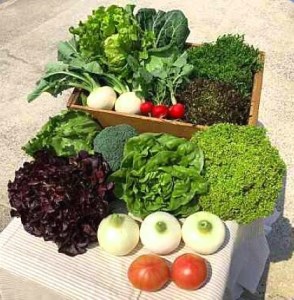 H044◇淡路島産新鮮野菜3点セット