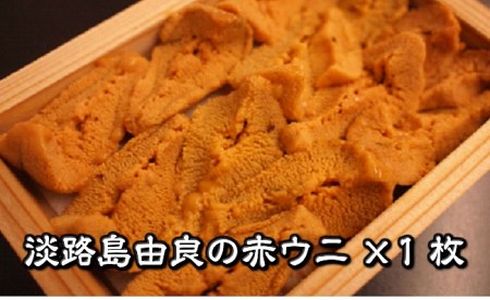 B133◇淡路島由良の赤ウニ1枚