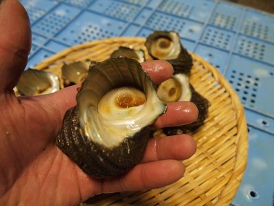 B142 あわじ島産活サザエ 中 2kg 兵庫県洲本市 ふるさと納税サイト ふるなび