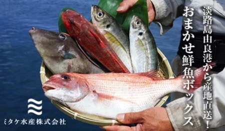 Ew01 淡路島由良港から産地直送 おまかせ鮮魚ボックスa 兵庫県洲本市 ふるさと納税サイト ふるなび